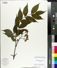Phellodendron amurense image