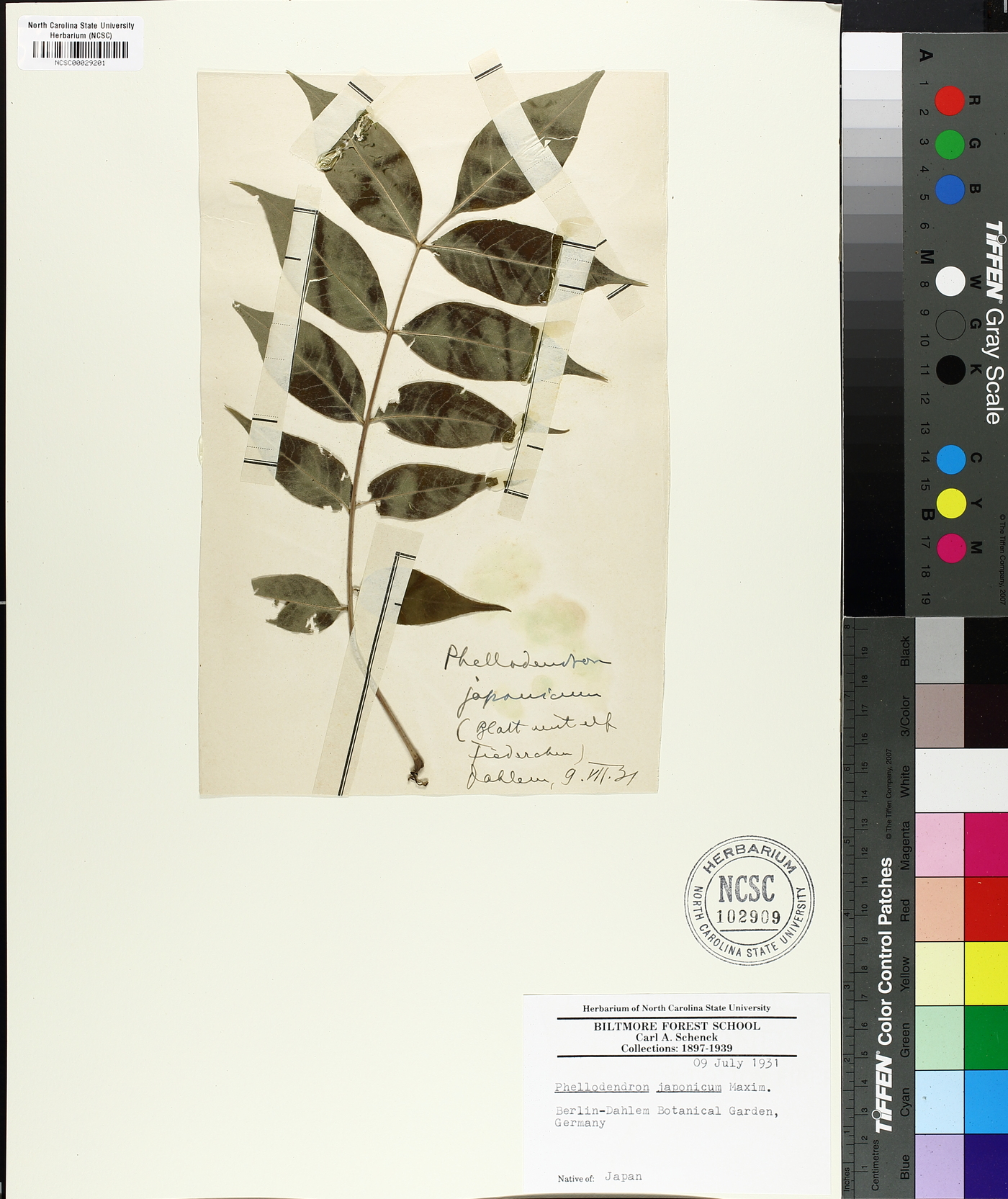 Phellodendron japonicum image
