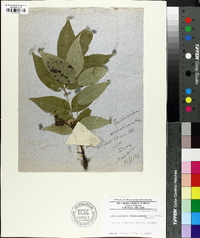 Phellodendron sachalinense image