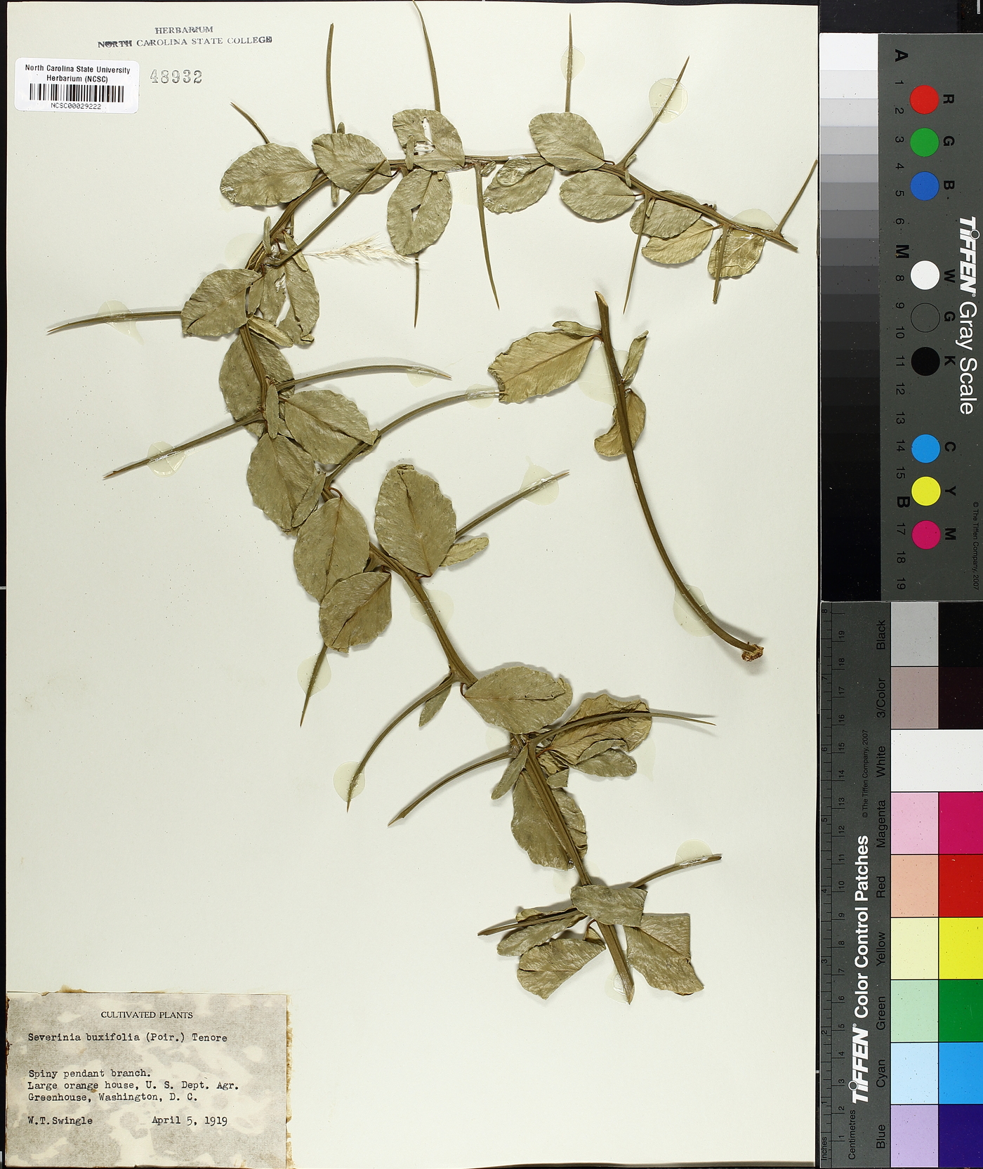 Severinia buxifolia image