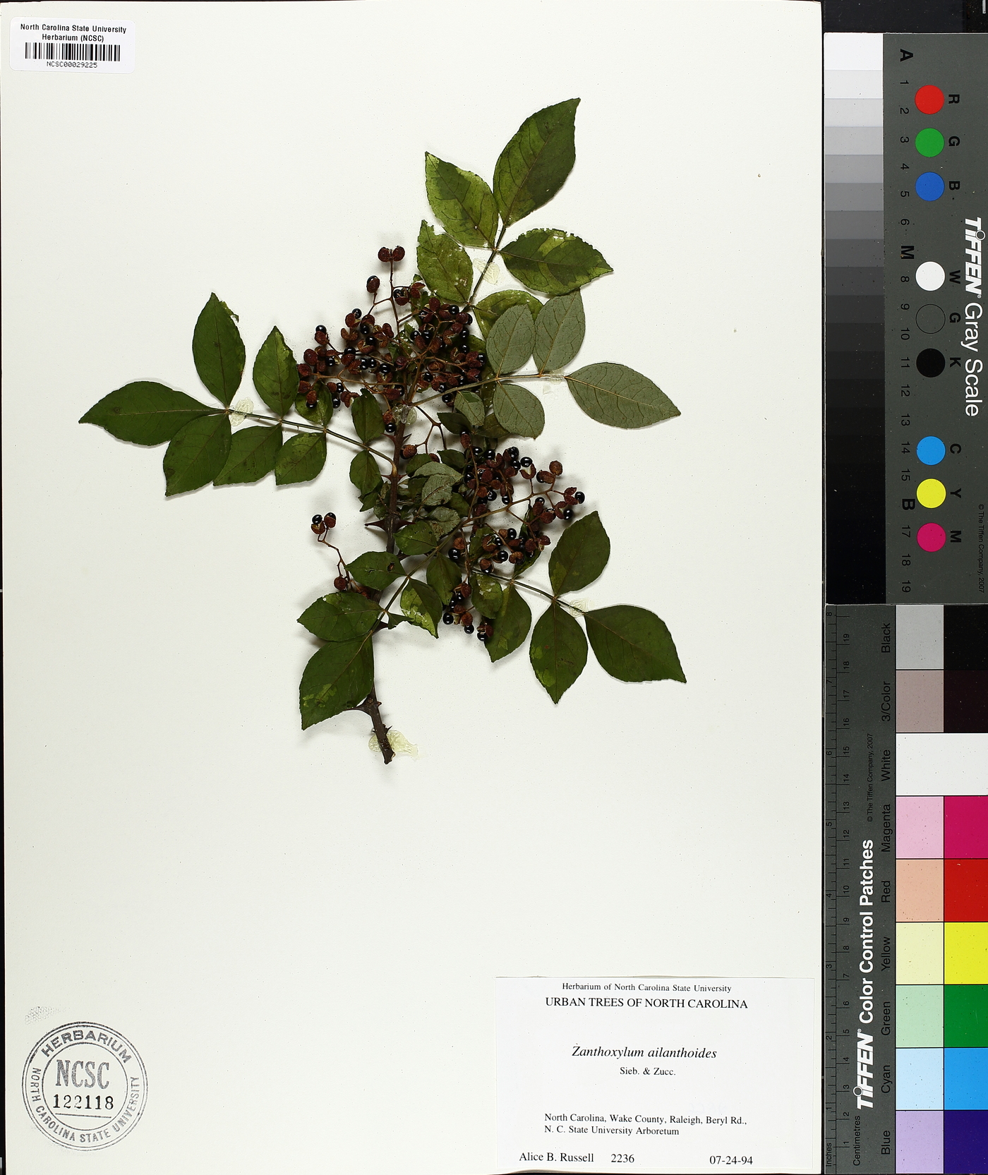 Zanthoxylum ailanthoides image