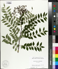 Zanthoxylum schinifolium image