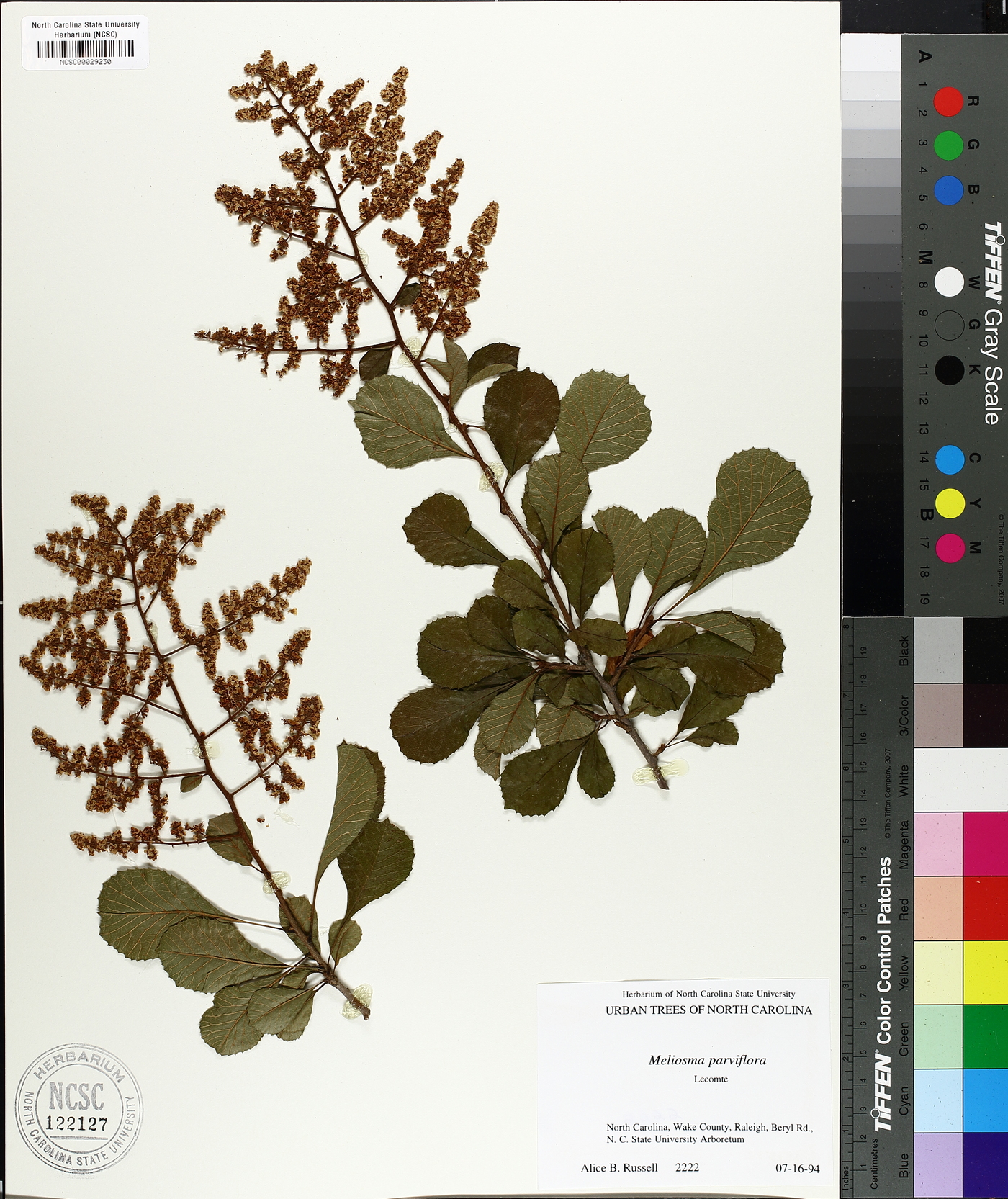 Meliosma parviflora image