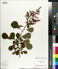 Meliosma parviflora image