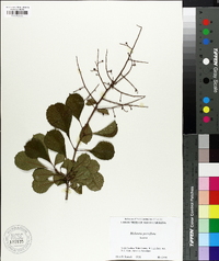 Meliosma parviflora image