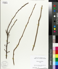 Meliosma parviflora image