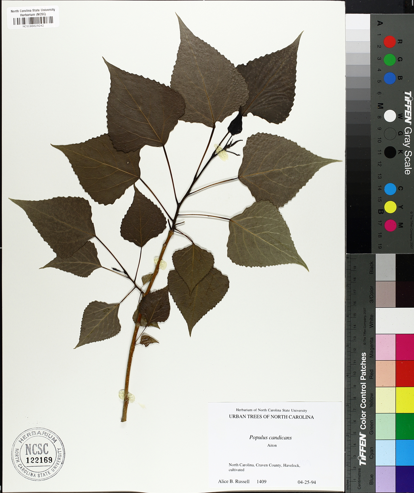 Populus candicans image