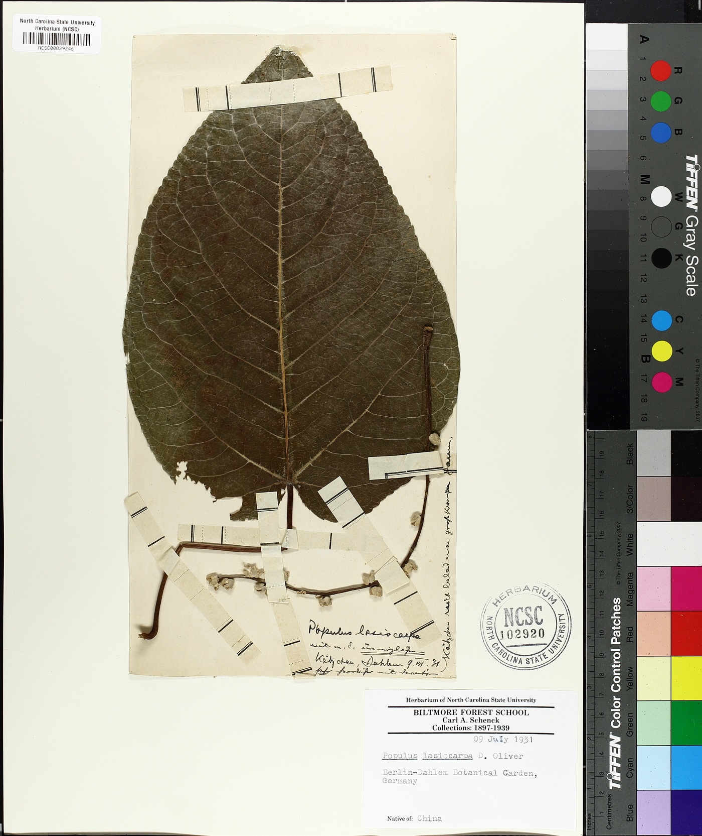 Populus lasiocarpa image