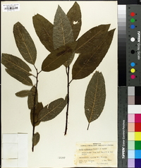 Salix astatulana image