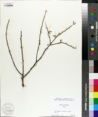 Salix caroliniana image