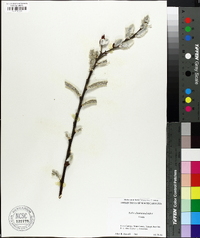 Salix chaenomeloides image