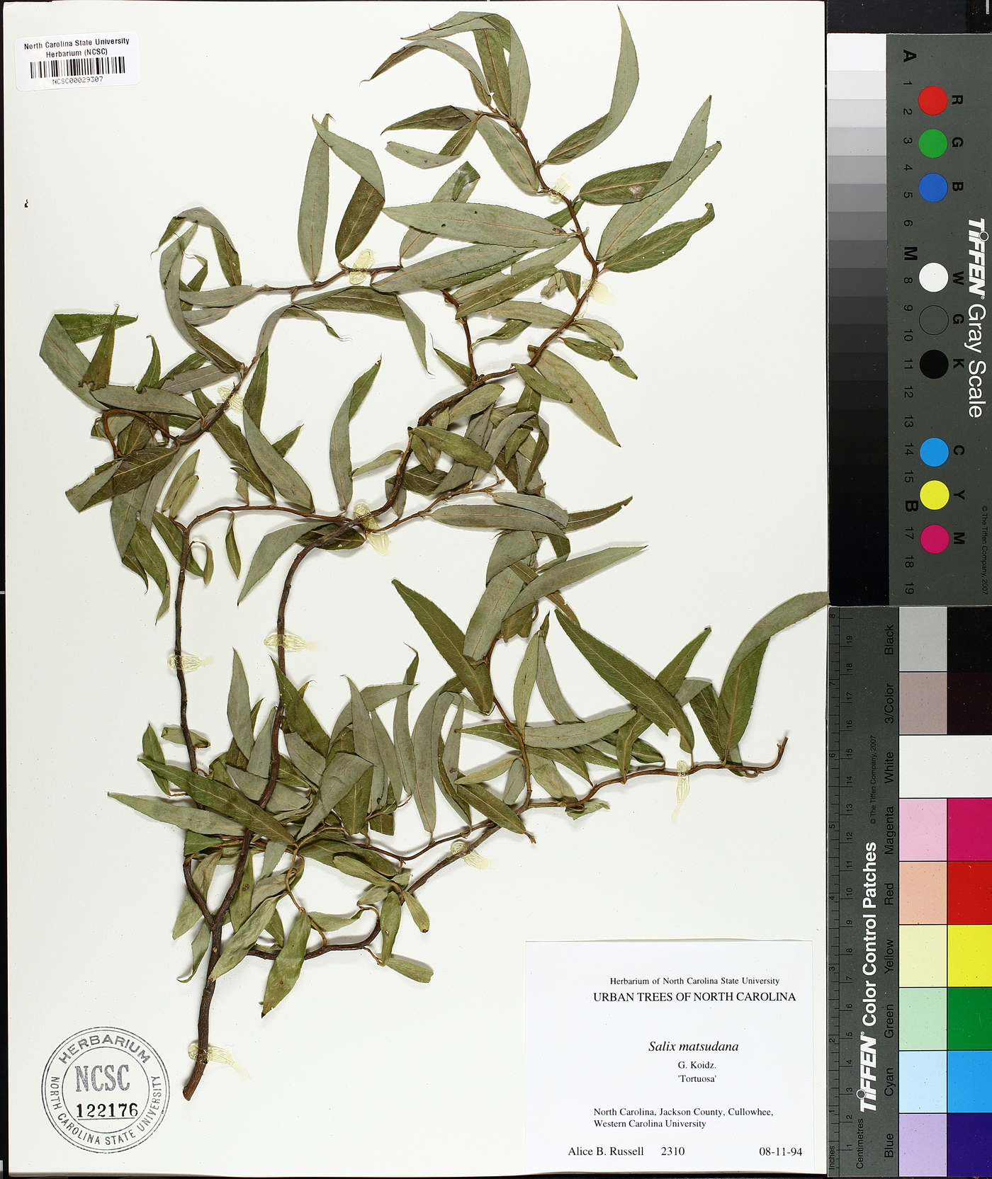 Salix matsudana image