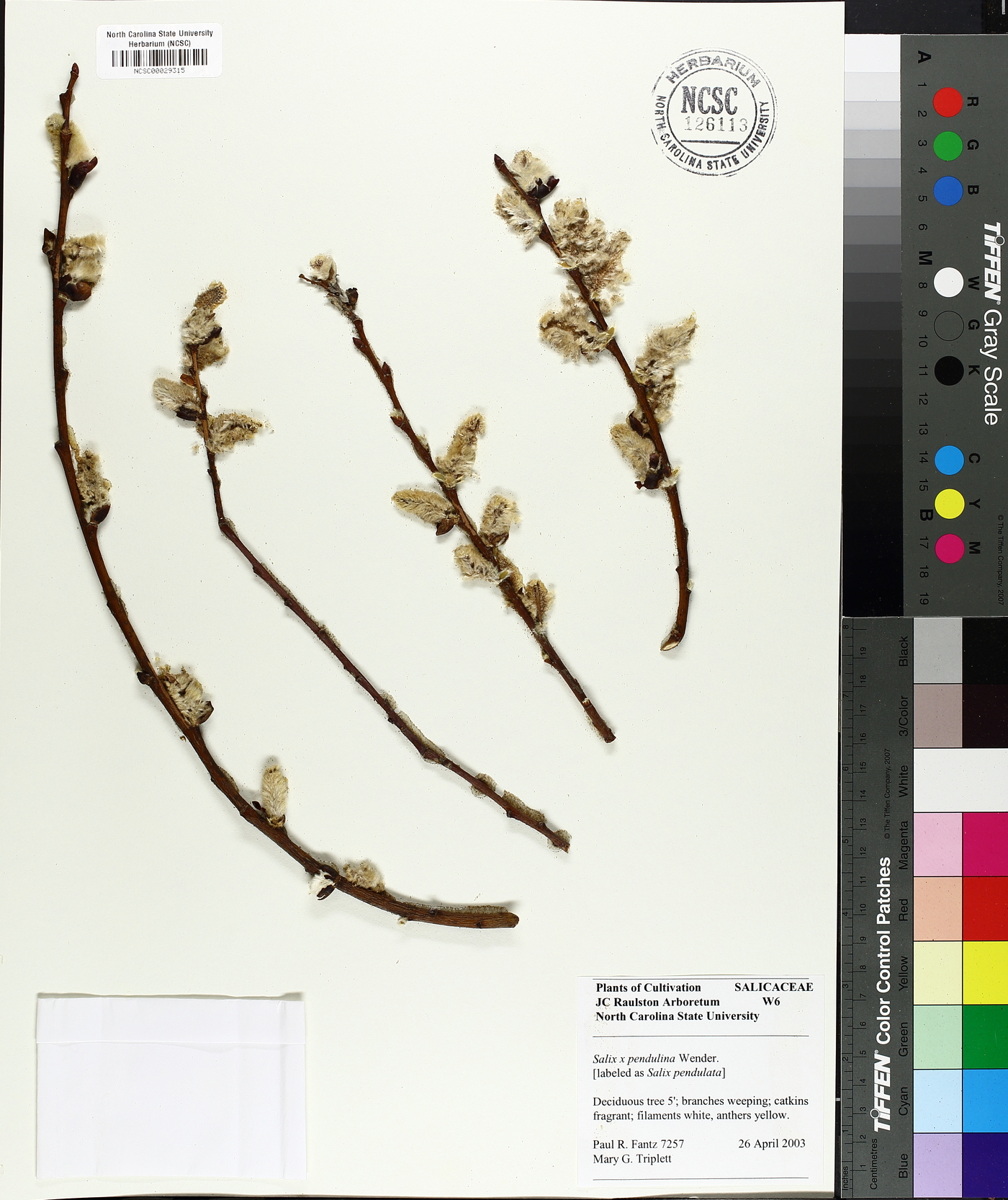 Salix x pendulina image