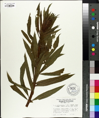 Salix sachalinensis image