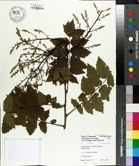 Koelreuteria paniculata image