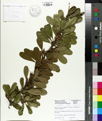 Sideroxylon lanuginosum subsp. lanuginosum image