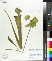 Sarracenia flava image