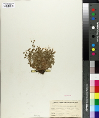 Saxifraga cymbalaria image