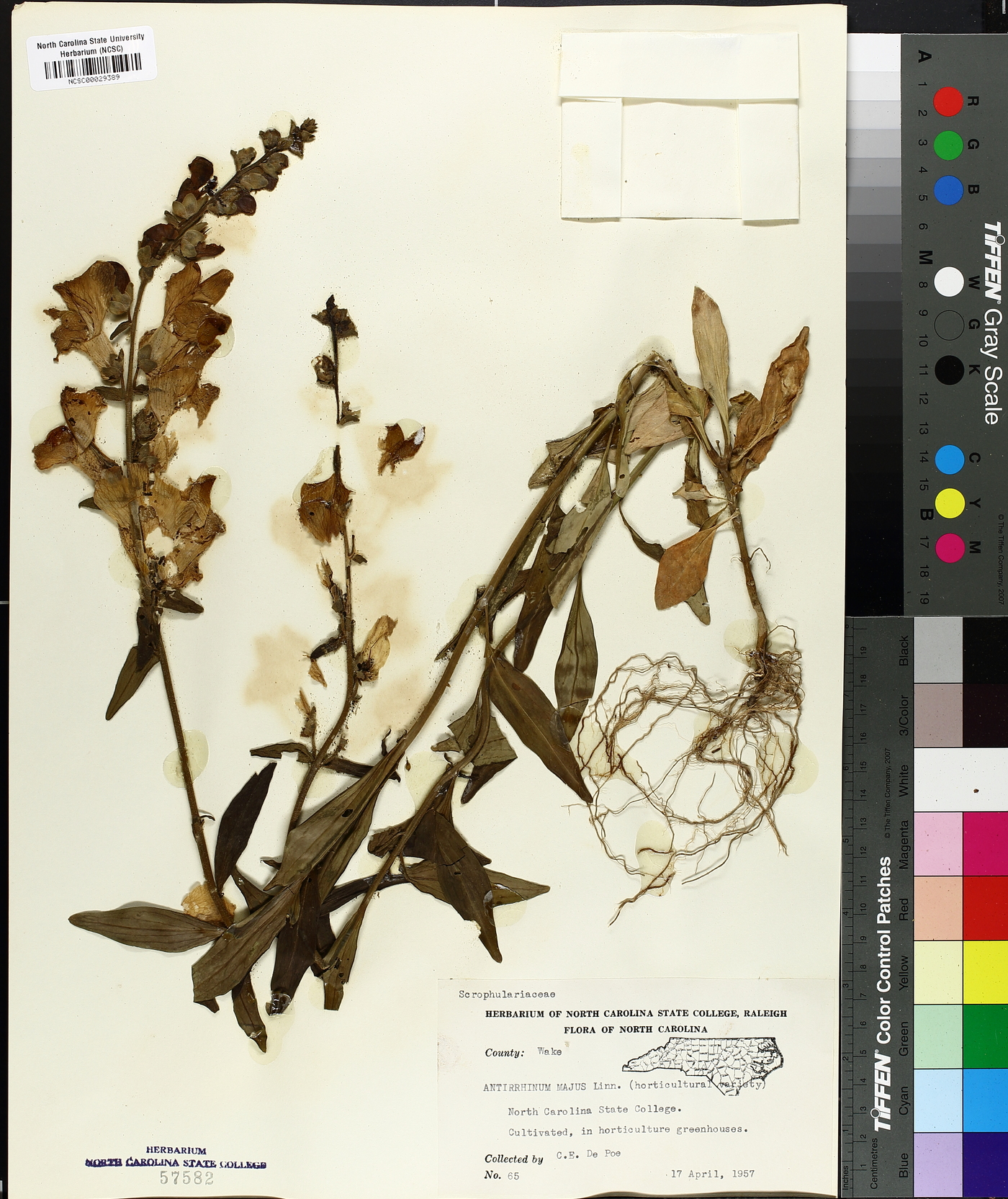 Antirrhinum majus image