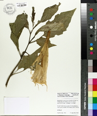 Brugmansia suaveolens image