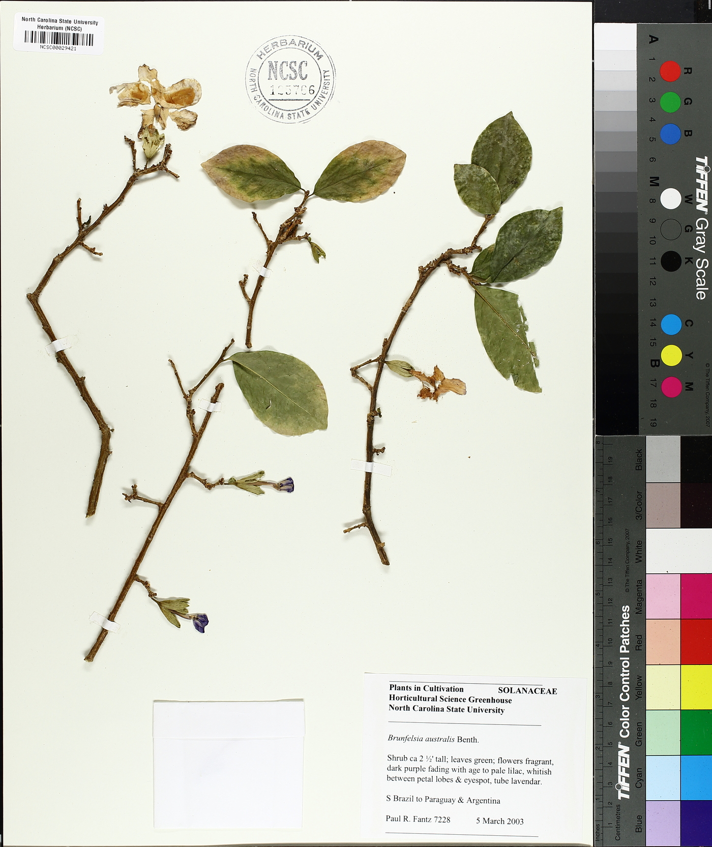 Brunfelsia australis image