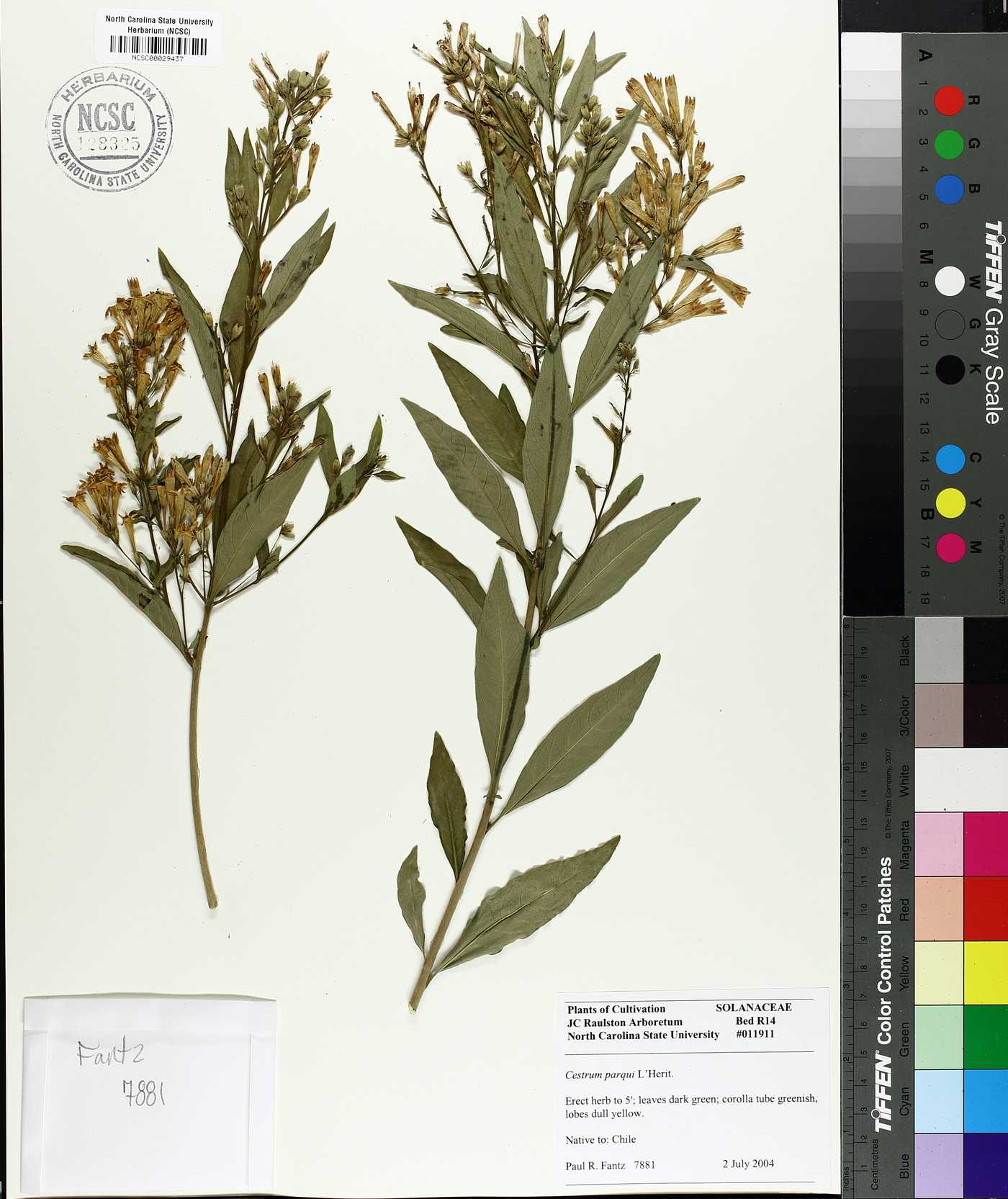 Cestrum parqui image