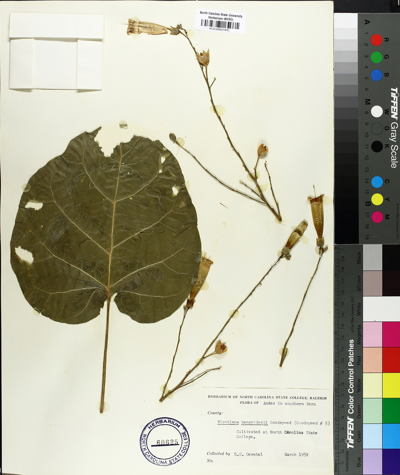 Nicotiana benavidesii image