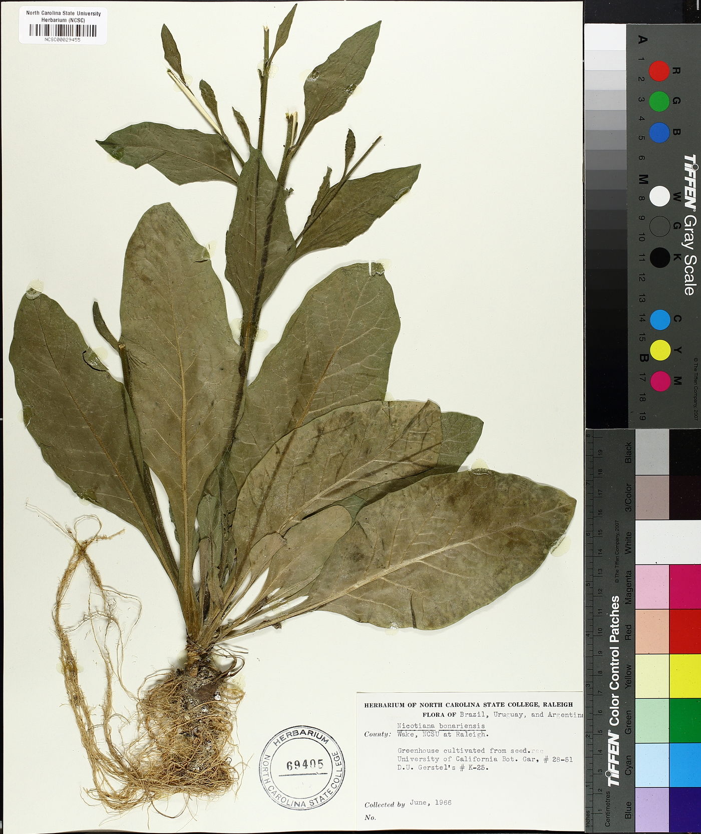 Nicotiana bonariensis image