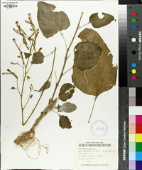 Image of Nicotiana paniculata