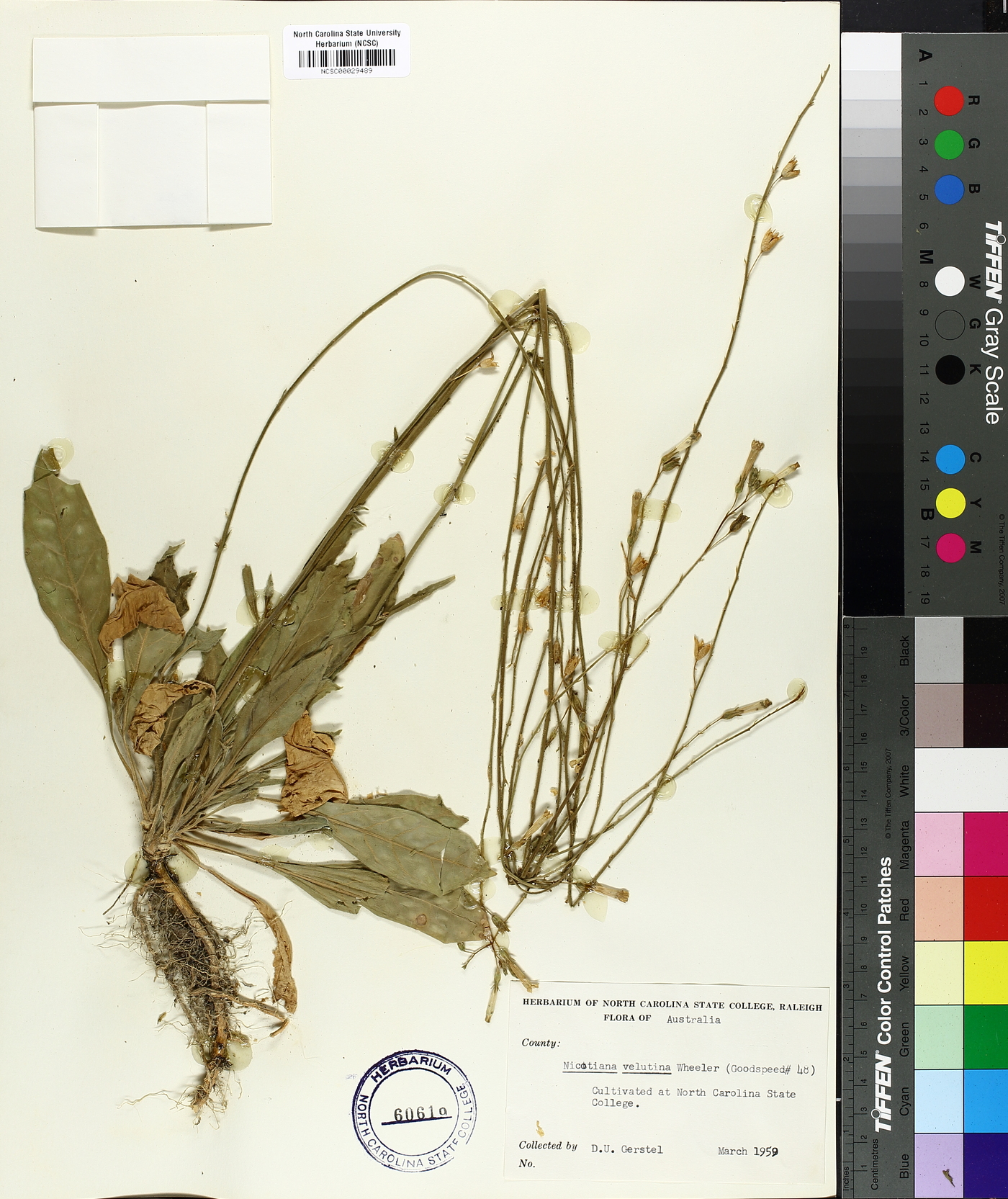 Nicotiana velutina image