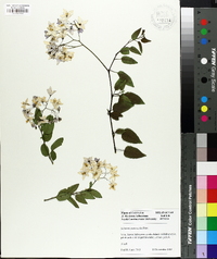 Solanum jasminoides image