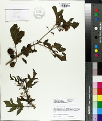 Image of Solanum pyracanthum