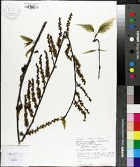 Stachyurus chinensis image