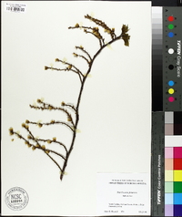 Stachyurus praecox image