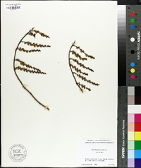 Stachyurus praecox image