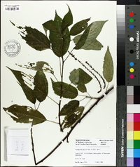 Stachyurus praecox image