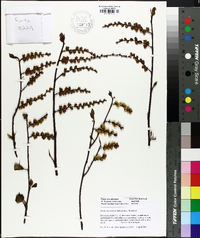 Stachyurus praecox image