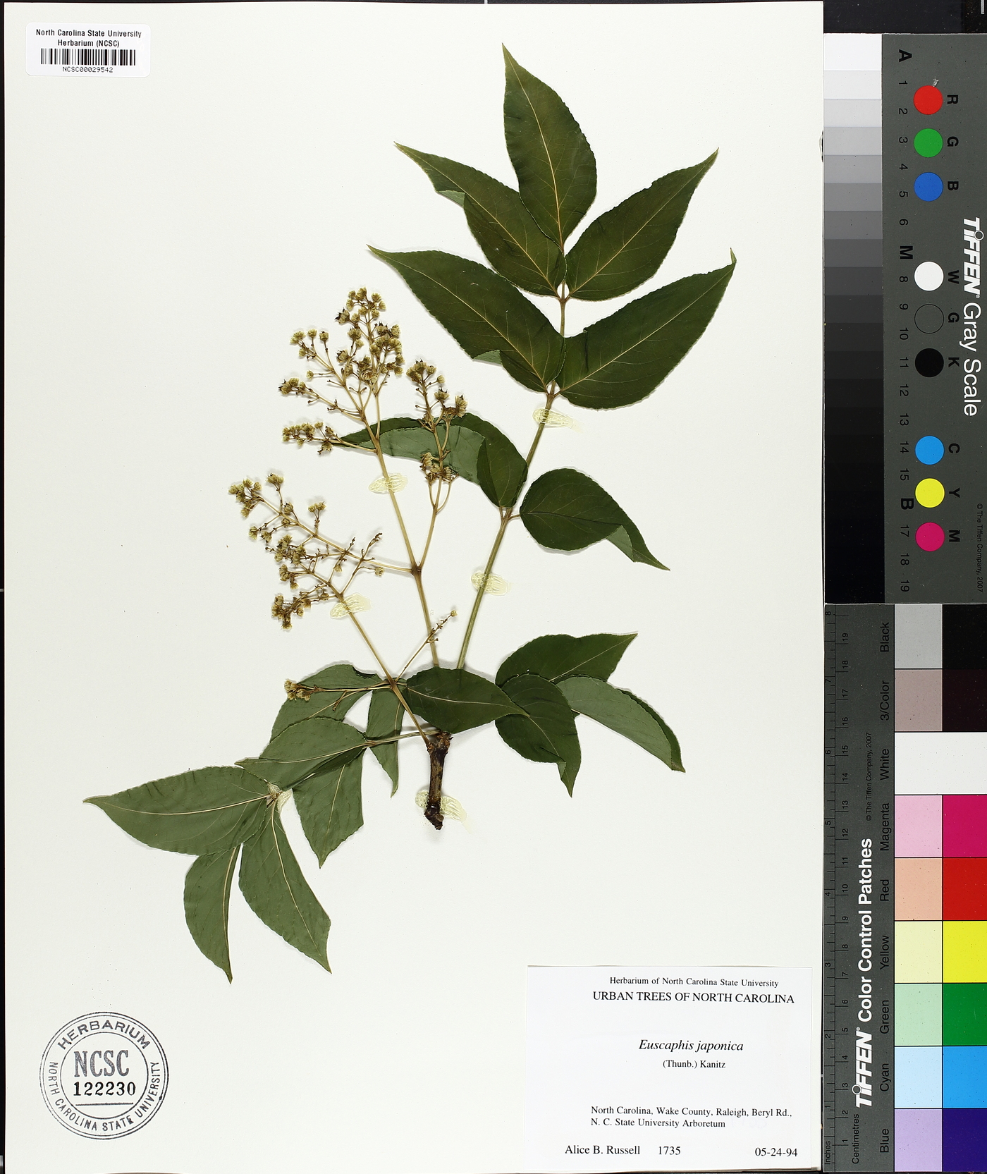 Euscaphis japonica image