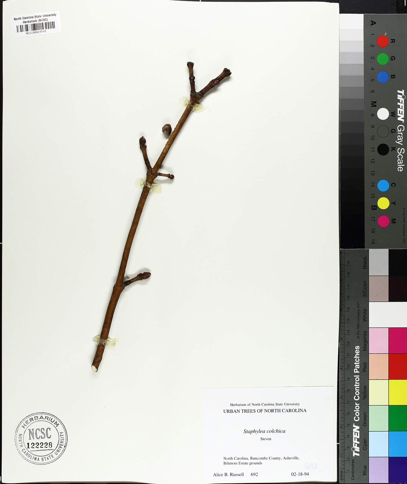 Staphylea colchica image