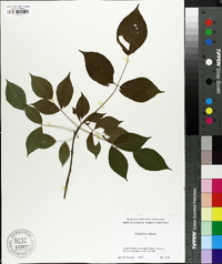 Staphylea trifolia image