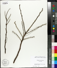 Symplocos paniculata image