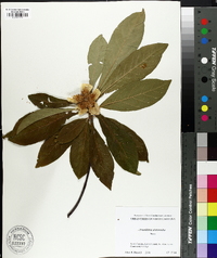 Franklinia alatamaha image