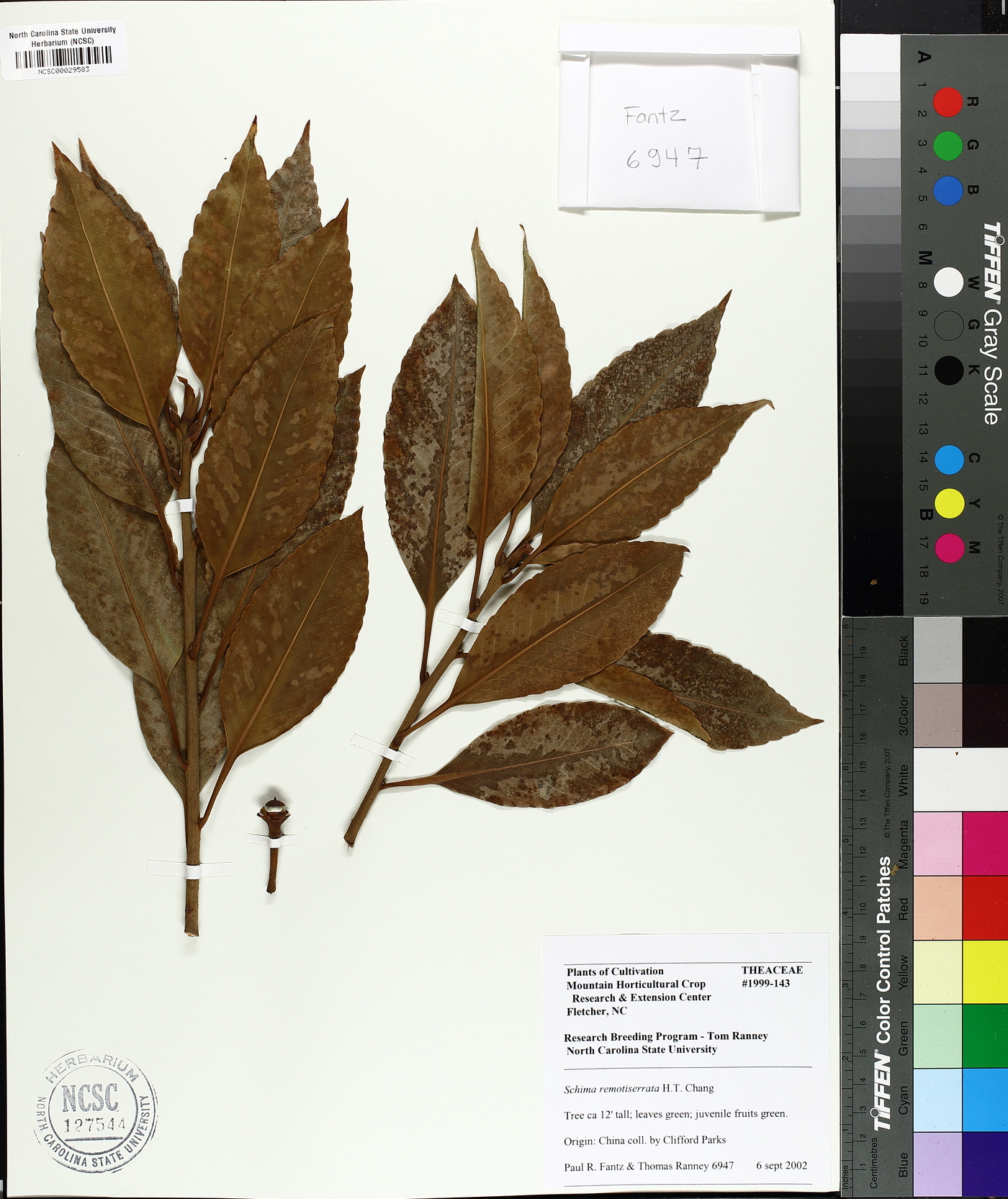 Schima remotiserrata image