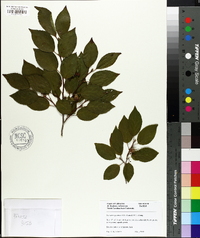 Stewartia sinensis image