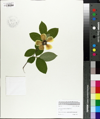 Stewartia malacodendron image