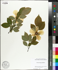 Stewartia malacodendron image