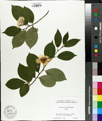 Stewartia pseudocamellia image