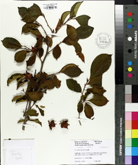 Stewartia rostrata image