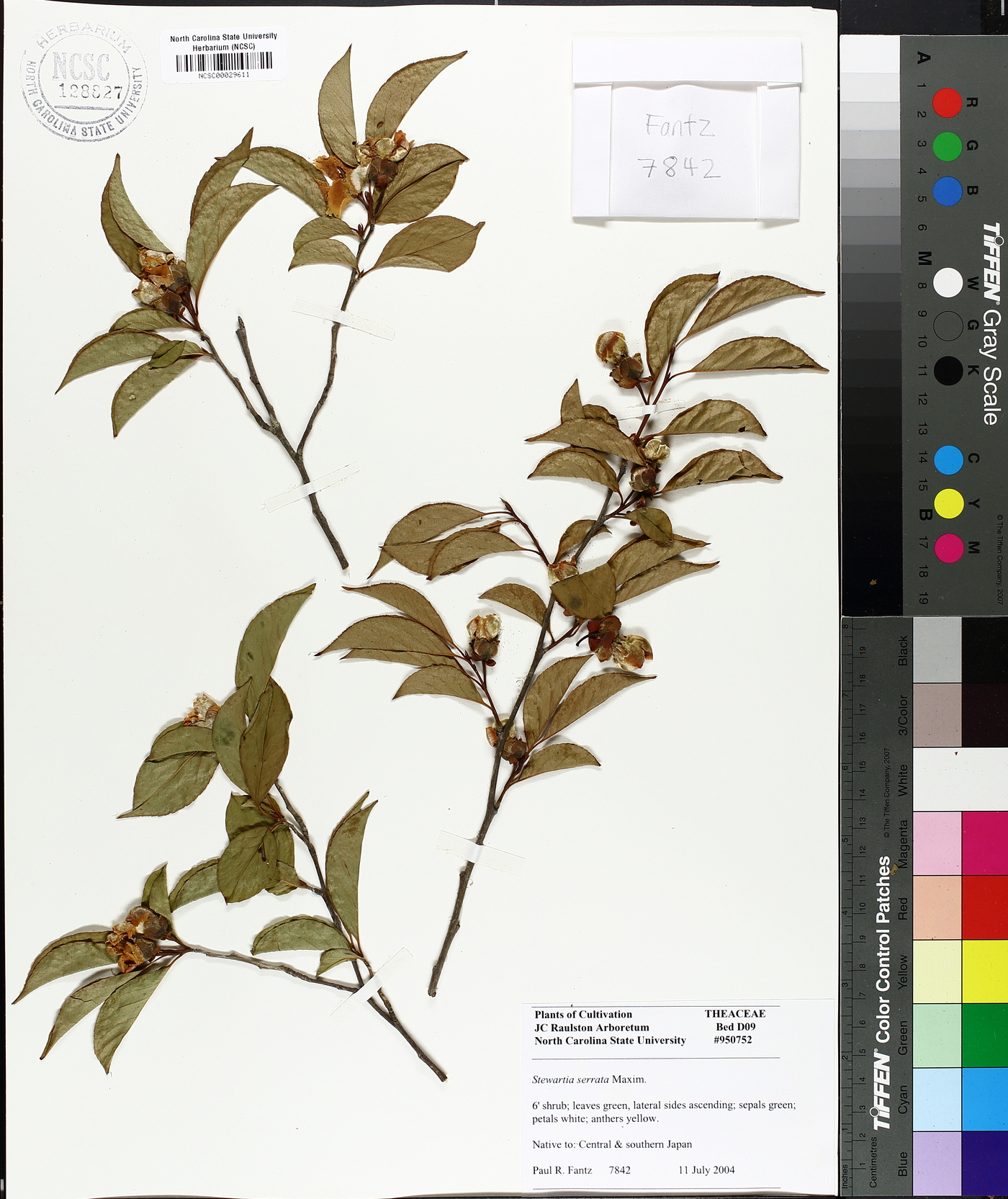 Stewartia serrata image