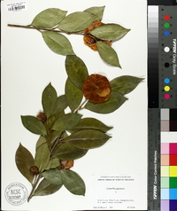 Camellia japonica image